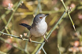 Image. Sardinian Warbler