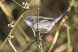 Image. Sardinian Warbler