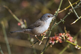 Image. Sardinian Warbler
