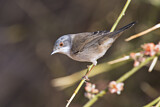 Image. Sardinian Warbler