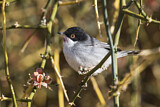 Image. Sardinian Warbler
