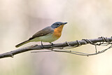 Image. Satin Flycatcher