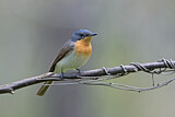 Image. Satin Flycatcher