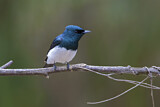 Image. Satin Flycatcher