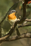 Image. Satin Flycatcher