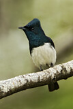 Image. Satin Flycatcher