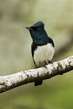 Image. Satin Flycatcher
