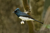 Image. Satin Flycatcher
