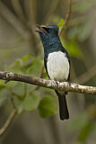 Image. Satin Flycatcher