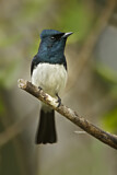 Image. Satin Flycatcher