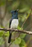 Image. Satin Flycatcher