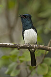 Image. Satin Flycatcher