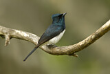 Image. Satin Flycatcher