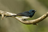 Image. Satin Flycatcher
