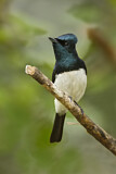Image. Satin Flycatcher