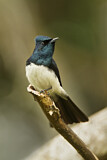 Image. Satin Flycatcher