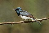 Image. Satin Flycatcher