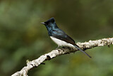 Image. Satin Flycatcher