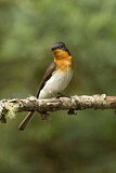 Image. Satin Flycatcher