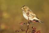 Image. Savannah Sparrow
