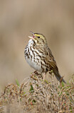 Image. Savannah Sparrow