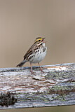 Image. Savannah Sparrow