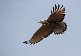 Image. Savannenbussard