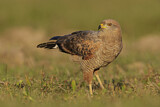 Image. Savannenbussard