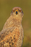 Image. Savannenbussard