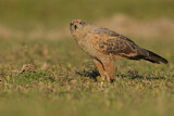 Image. Savannenbussard