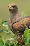 Image. Savannenbussard