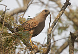 Image. Savannenbussard