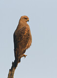 Image. Savannenbussard