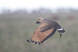 Image. Savannenbussard
