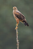 Image. Savannenbussard