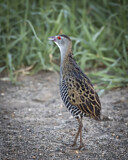 Image. Savannenralle