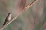 Image. Savi's Warbler