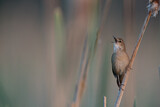 Image. Savi's Warbler