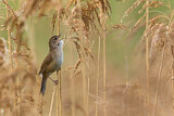 Image. Savi's Warbler
