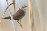 Image. Savi's Warbler