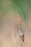 Image. Savi's Warbler