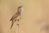 Image. Savi's Warbler
