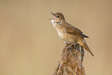 Image. Savi's Warbler