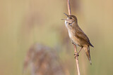 Image. Savi's Warbler