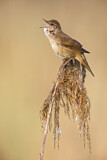 Image. Savi's Warbler