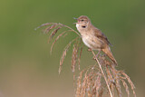 Image. Savi's Warbler