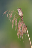 Image. Savi's Warbler