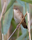 Image. Savi's Warbler