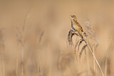 Image. Savi's Warbler