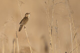 Image. Savi's Warbler